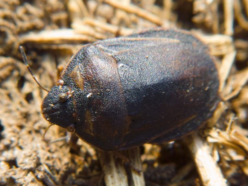 Eurygaster integriceps Puton, 1881